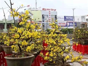 Mai nở 'tung tóe', nhiều người trồng mai mất Tết