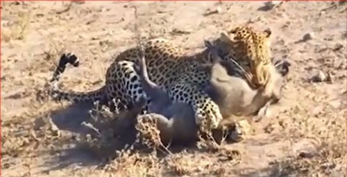 CLIP: Báo đốm hạ lợn rừng trong tích tắc