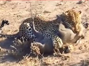 CLIP: Báo đốm hạ lợn rừng trong tích tắc