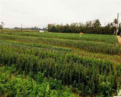 Hoa chết hơn nửa, làng hoa Tết lo 'vỡ trận' ngày cuối năm