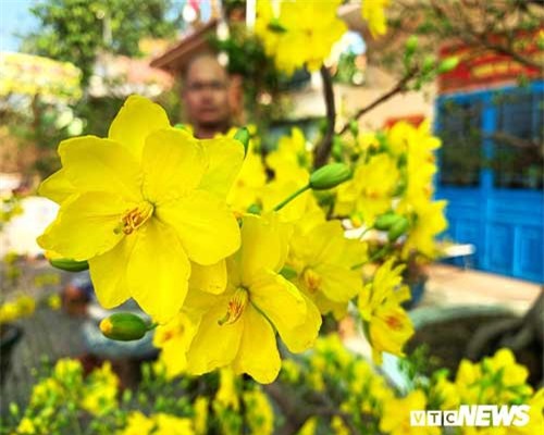 Cận cảnh mai Tết giá 400 triệu đồng/cây bày bán ở vỉa hè TP.HCM