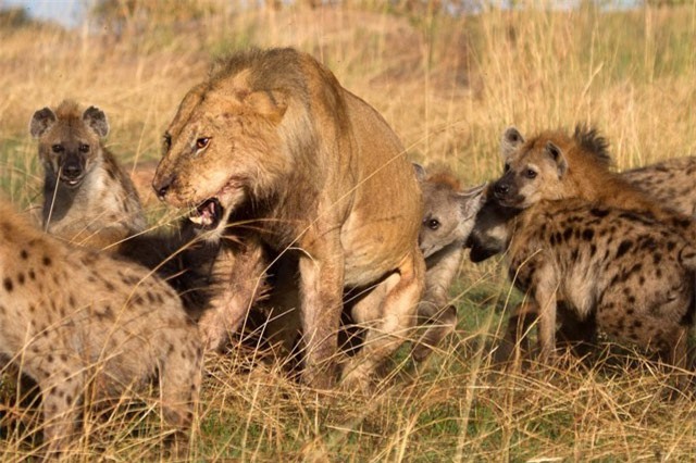 Clip: Sư tử ‘tơi tả’ vì bị bầy linh cẩu ‘đánh hội đồng’