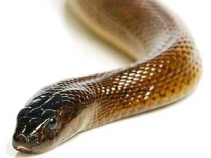 Mục sở thị loài rắn độc nhất thế giới