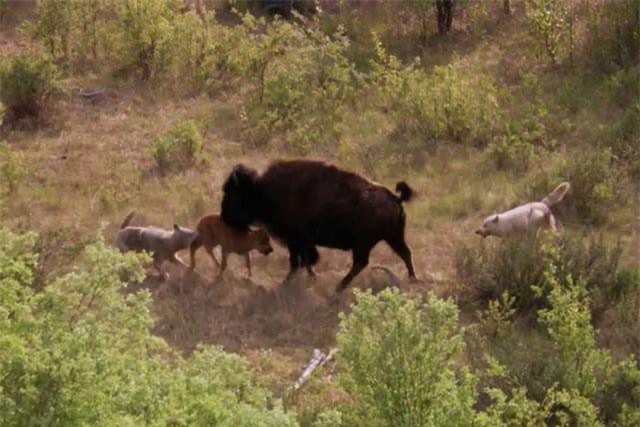 Clip: Bò rừng ác chiến với chó sói để bảo vệ con