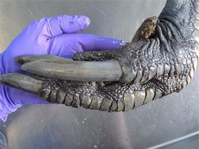 Loài chim kì lạ có chân to lớn giống như chân… khủng long