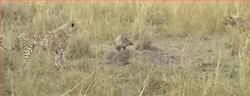 CLIP: Hai con báo săn lép vế trước cáo bé nhỏ