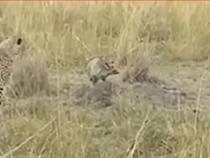 CLIP: Hai con báo săn lép vế trước cáo bé nhỏ