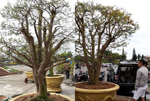 Cây mai hơn 100 tuổi, giá 3 tỷ đồng lại xuống chợ hoa Tết Đà Nẵng