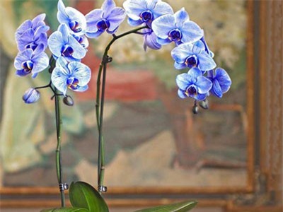 Lan hồ điệp nhập ngoại 3 triệu đồng/cành, khách hàng vẫn ùn ùn mua về chưng Tết