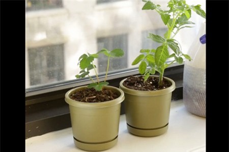 Clip: Bí kíp 'trồng cây nào lên cây nấy' tại nhà 