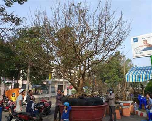 'Cụ mai' 100 tuổi được chào giá 2 tỷ đồng