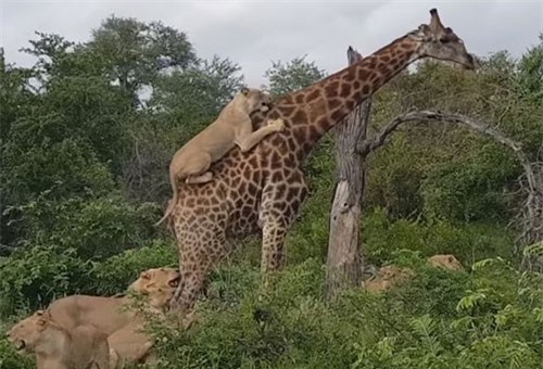 CLIP HOT (29/1): Đàn sư tử bất lực trước chú hươu cao cổ, màn bơi 25 mét dưới nhiệt độ -12 độ C