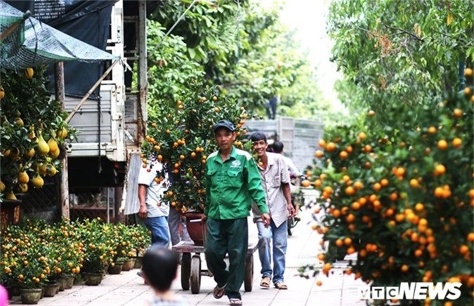 buoi ghep phat thu tu ha noi vao nam gia 70 trieu dong/cay hut khach hinh 13