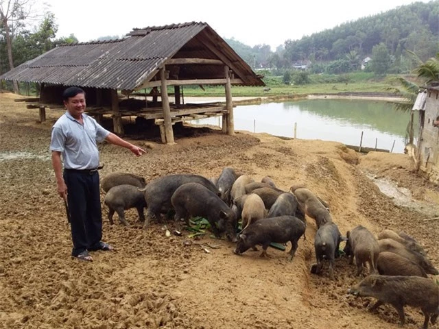 Anh Trần Đình Văn bên đàn lợn rừng của mình tại trang trại.