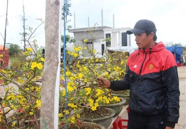 Mai nở “tung tóe”, nhiều người trồng mai mất Tết - 2