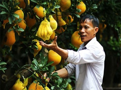 Bưởi ghép phật thủ từ Hà Nội vào Nam giá 70 triệu đồng/cây hút khách