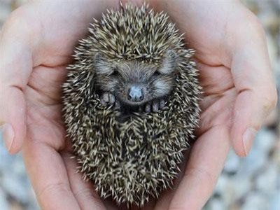 Nhím cảnh tiềm ẩn nguy cơ lây lan mầm bệnh salmonella