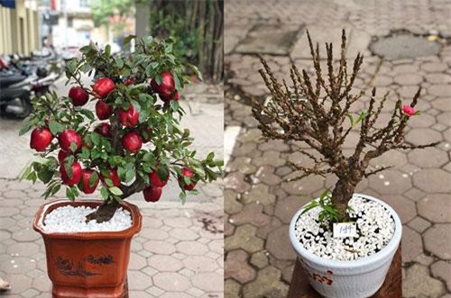 Lãi tiền tỷ trong vài ngày cận Tết nhờ bán táo lùn, đào tí hon