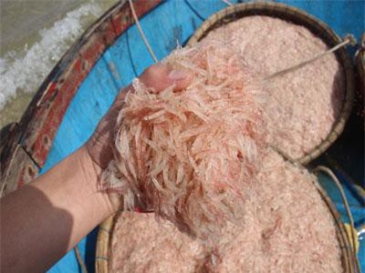 Cận Tết, ngư dân Quảng Ngãi trúng đậm 'lộc biển'