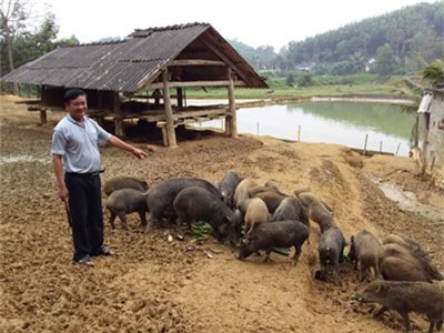 Cho lợn rừng ăn lá keo, nhanh lớn lại có tiền tỉ