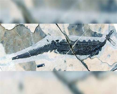 Phát hiện hoá thạch thú mỏ vịt cổ xưa nhất