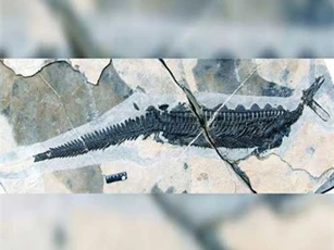 Phát hiện hoá thạch thú mỏ vịt cổ xưa nhất