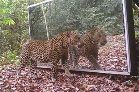 Clip: Bất ngờ được soi gương, các loài vật có phản ứng thú vị thế này đây