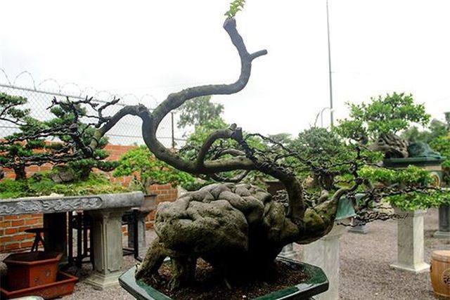 Ngắm vườn bonsai 'cực chất' giá trăm tỷ đồng ở Bình Định