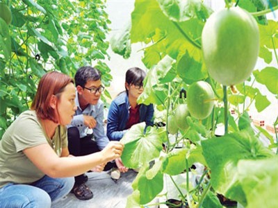 Độc chiêu trồng rau quả sạch, xài đèn Led của gái 9x ở miền biên