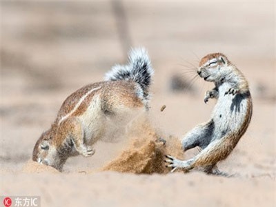 Những màn đấu tay đôi kịch tính của động vật hoang dã