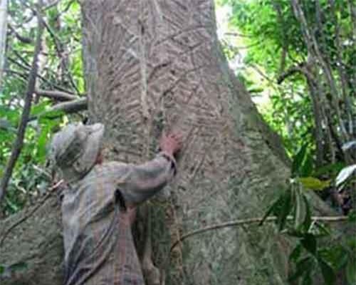 Kỳ bí thuật chế những mũi tên kịch độc trên dãy Trường Sơn