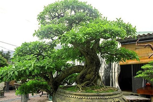 Ngắm vườn bonsai cực chất giá trăm tỷ đồng ở Bình Định - 1