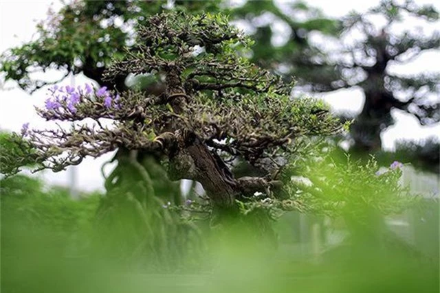 Ngắm vườn bonsai cực chất giá trăm tỷ đồng ở Bình Định - 11