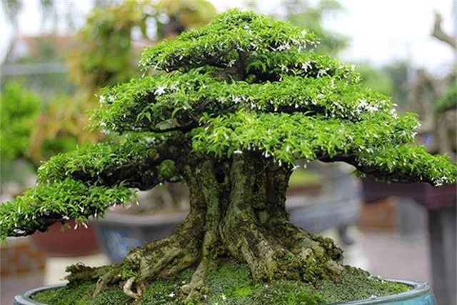 Ngắm vườn bonsai cực chất giá trăm tỷ đồng ở Bình Định - 4