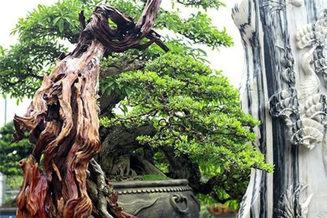 Ngắm vườn bonsai cực chất giá trăm tỷ đồng ở Bình Định - 5