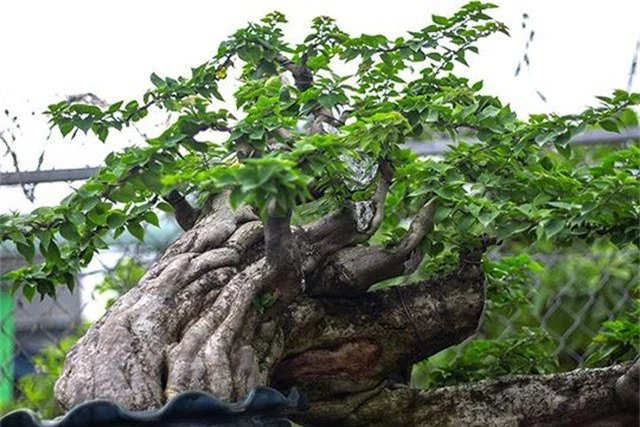 Ngắm vườn bonsai cực chất giá trăm tỷ đồng ở Bình Định - 6