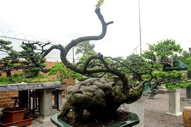 Ngắm vườn bonsai cực chất giá trăm tỷ đồng ở Bình Định - 7