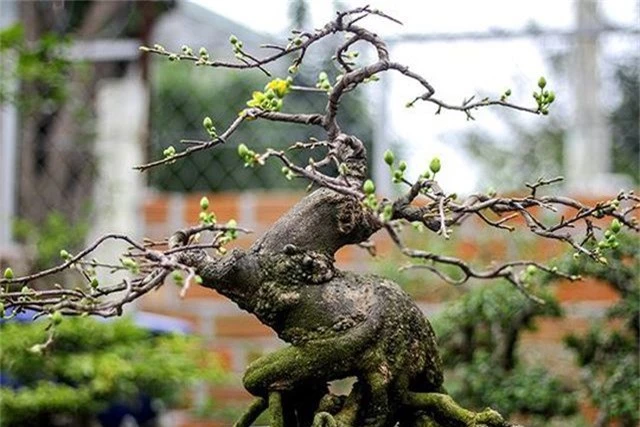 Ngắm vườn bonsai cực chất giá trăm tỷ đồng ở Bình Định - 9