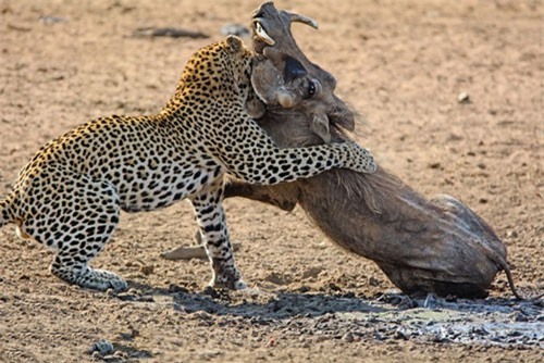 CLIP HOT (30/1): Chàng trai đùa giỡn với 2 con rắn hổ mang chúa khổng lồ, báo đốm hạ lợn rừng trong tích tắc