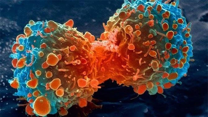 Loại thuốc mới làm tê liệt đồng hồ sinh học của tế bào ung thư để ngăn chúng phát triển.