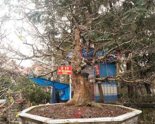 Kỳ lạ gốc mai cổ thụ 200 tuổi nở... đúng 1 bông, chào giá 2 tỷ đồng