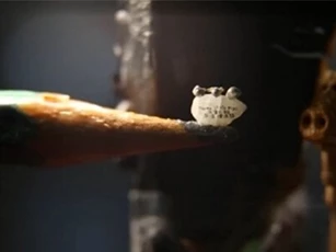 Clip: Chiêm ngưỡng hạt gạo chứa 3 chú lợn con siêu nhỏ