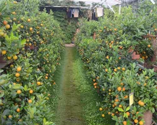 Giá đào, quất Tết Kỷ Hợi không có nhiều biến động