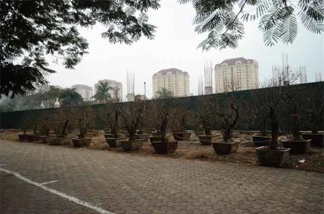 Nhờ thời tiết nhuận lợi nên hoa đào được mùa Nhờ thời tiết nhuận lợi nên hoa đào được mùa
