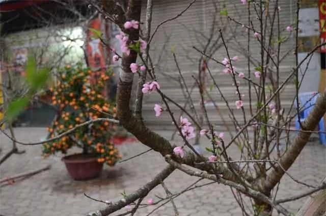 Các loại đào rừng có giá từ 1 đến vài triệu đồng/cành, tùy thuộc vào thế, hoa, ngoại hình Các loại đào rừng có giá từ 1 đến vài triệu đồng/cành, tùy thuộc vào thế, hoa, ngoại hình