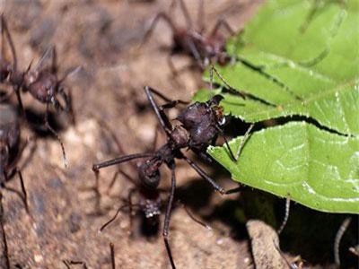 Hành trình kinh ngạc của các 'kiến trúc sư' động vật trong tự nhiên