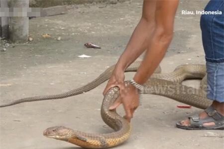 Clip: 'Ớn lạnh' xem chàng trai đùa giỡn với 2 con rắn hổ mang chúa khổng lồ