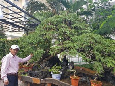 'Cụ' me cổ thụ 100 tuổi, giá cao ngất ngưởng 1,2 tỷ đồng ở Nha Trang