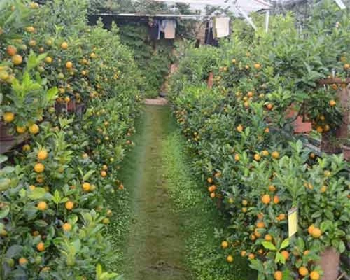 Do quất có nhiều địa phương trồng và cung cấp cho thị trường Tết nên giá cả vẫn ổn định Do quất có nhiều địa phương trồng và cung cấp cho thị trường Tết nên giá cả vẫn ổn định