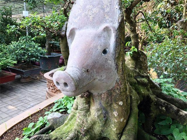 “Choáng” với cây khế “đầu heo” giá nửa tỷ đồng ở Sài Gòn